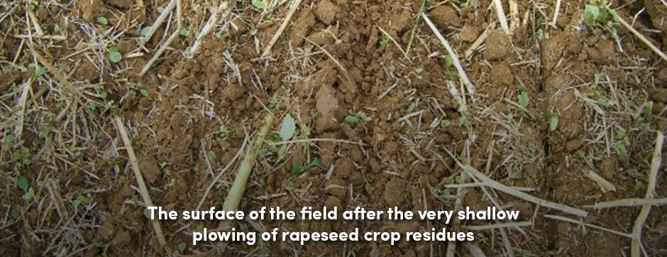 Cày Rất Nông: Bước Đầu Tiên Trong Chuẩn Bị Đất