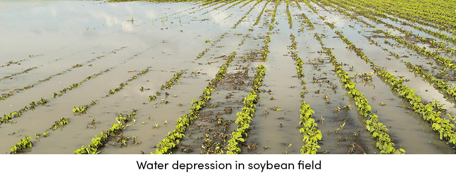 Làm thế nào để bảo dưỡng cây trồng thường xuyên mang lại năng suất ổn định?