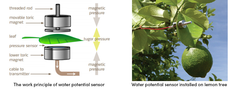 Cuộc cách mạng trang trại công nghệ cao được kích hoạt bởi công nghệ cảm biến cây trồng