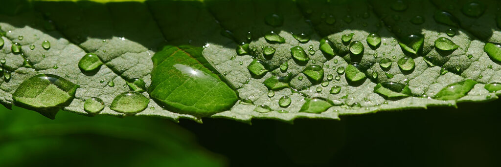 Tính bền vững của nước: Cách phát triển trang trại của bạn và chăm sóc môi trường