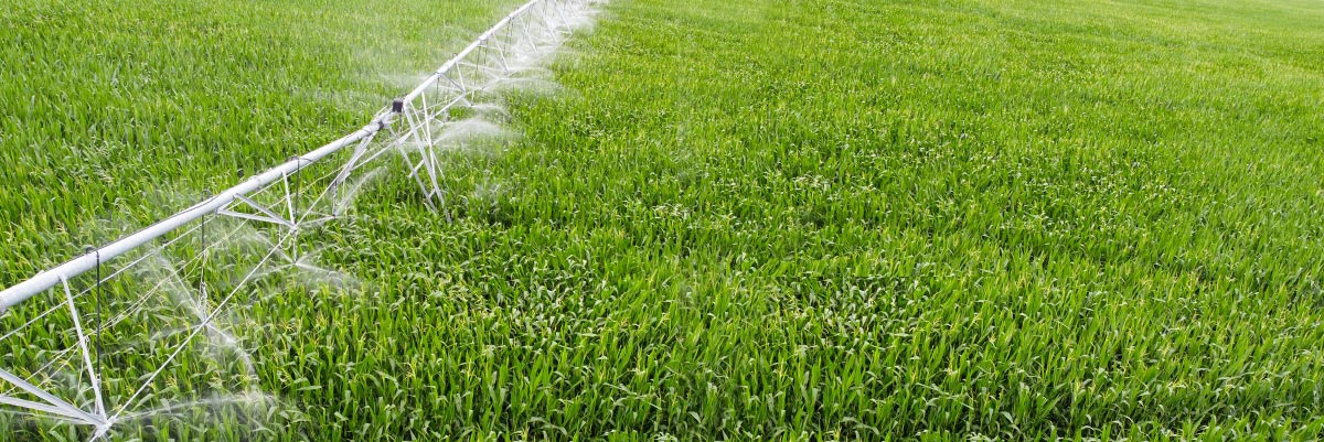 Tính bền vững của nước: Cách phát triển trang trại của bạn và chăm sóc môi trường