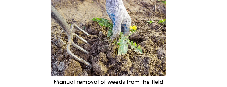 Làm thế nào để bảo dưỡng cây trồng thường xuyên mang lại năng suất ổn định?