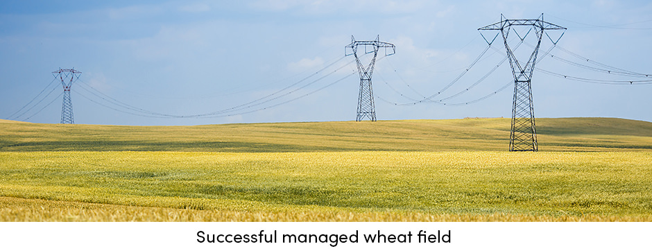 Độc canh hay đa canh: Cái nào tốt hơn cho sản xuất cây trồng?