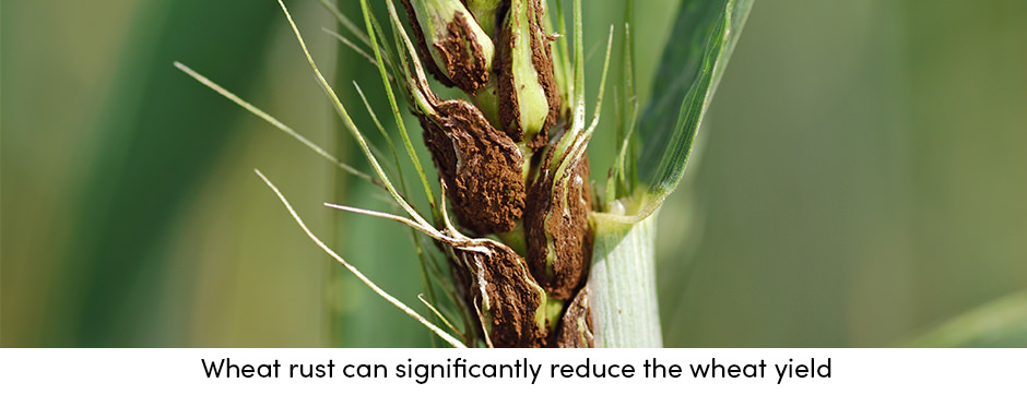 Làm thế nào để bảo dưỡng cây trồng thường xuyên mang lại năng suất ổn định?