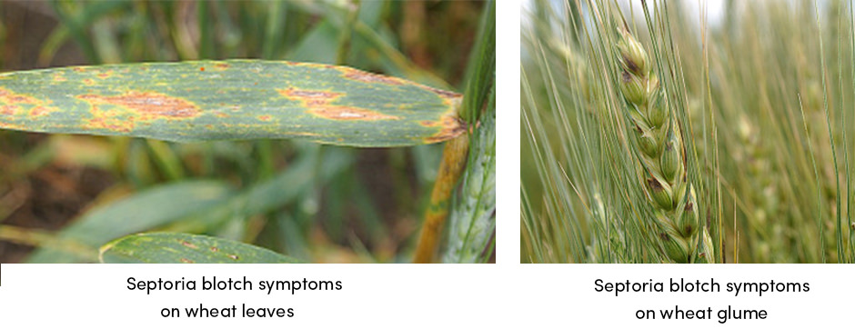 Ba cách hàng đầu để bảo vệ lúa mì khỏi bệnh đốm lá