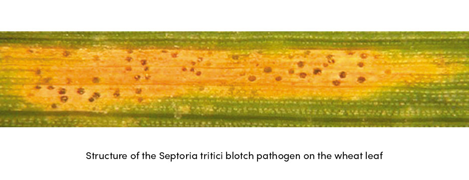 Ba cách hàng đầu để bảo vệ lúa mì khỏi bệnh đốm lá