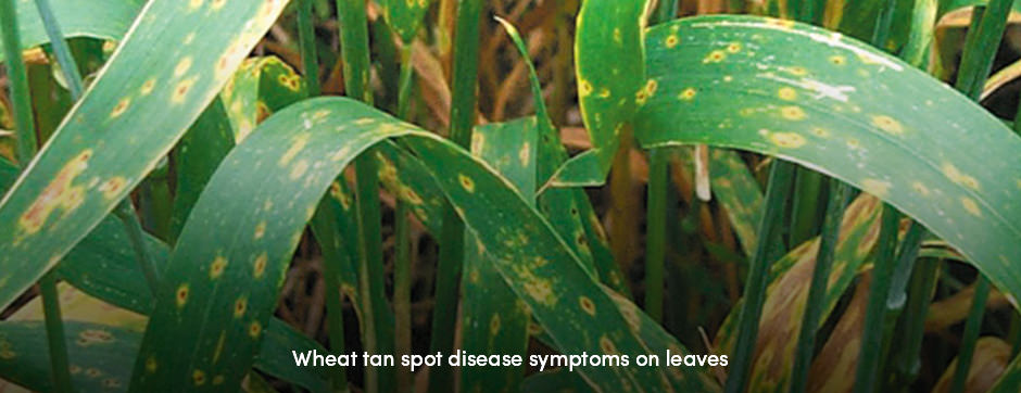 Ba cách hàng đầu để bảo vệ lúa mì khỏi bệnh đốm lá