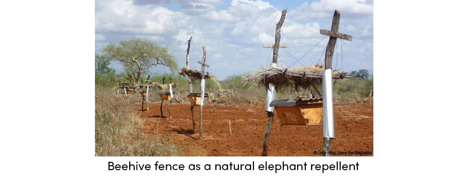 Năm chiến lược hàng đầu để bảo vệ mùa màng khỏi động vật hoang dã