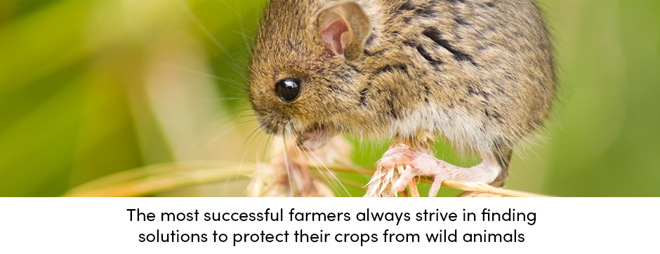 Năm chiến lược hàng đầu để bảo vệ mùa màng khỏi động vật hoang dã