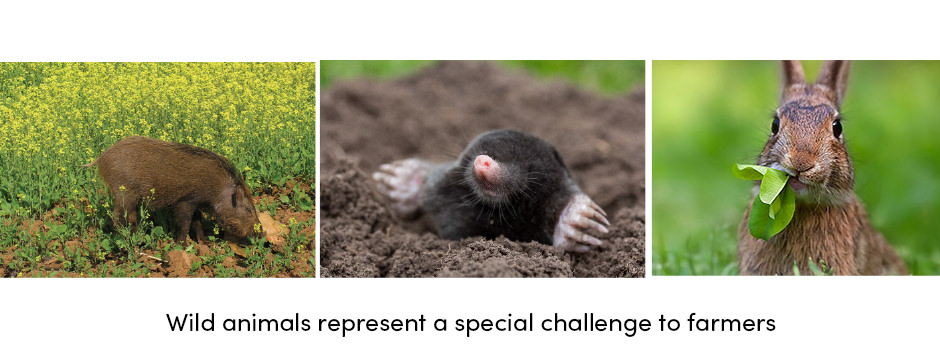 Năm chiến lược hàng đầu để bảo vệ mùa màng khỏi động vật hoang dã