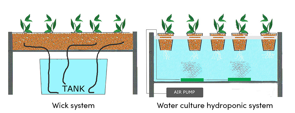 Canh tác thủy canh: Bước ngoặt trong trồng trọt