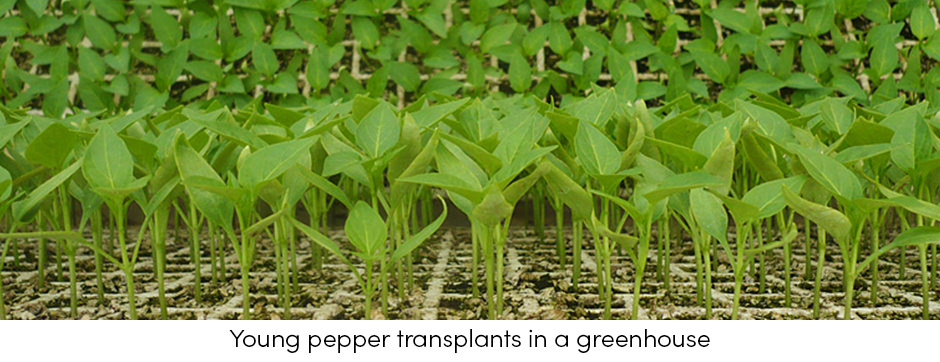 Những thông tin cơ bản cần xem xét khi sử dụng mô cấy trong sản xuất rau