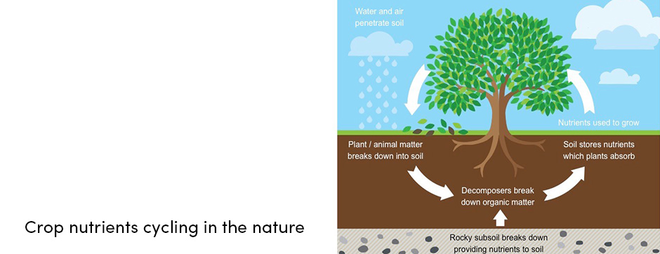 Khái niệm cơ bản về quản lý dinh dưỡng thực vật