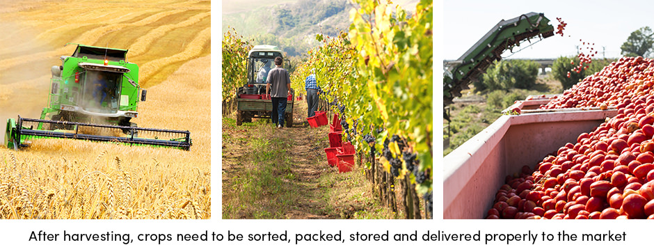 Tiết lộ nhiều khả năng của bao bì cây trồng