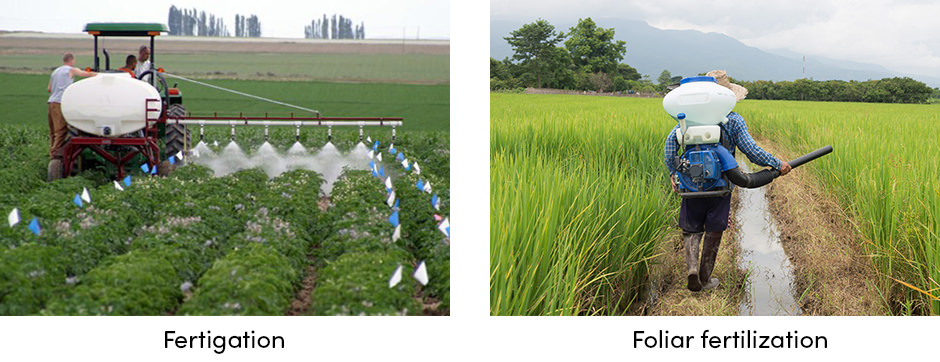 Bón phân bổ sung: Một cách đơn giản để hỗ trợ tăng trưởng cây trồng