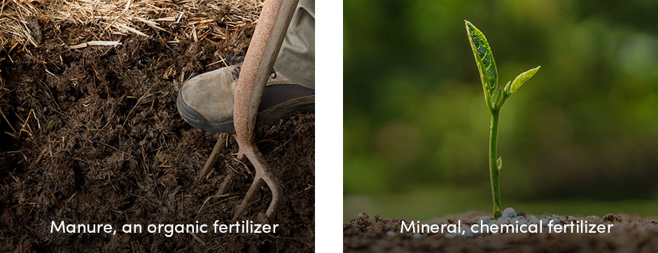 Khái niệm cơ bản về quản lý dinh dưỡng thực vật