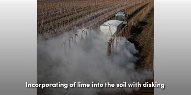 5 lý do tại sao bạn nên đưa đĩa vào làm đất