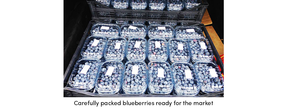 Tiết lộ nhiều khả năng của bao bì cây trồng