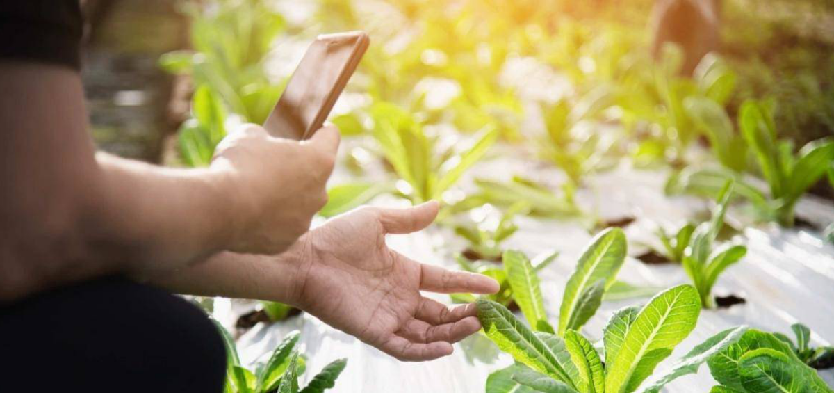 8 lý do nên trang trại hữu cơ