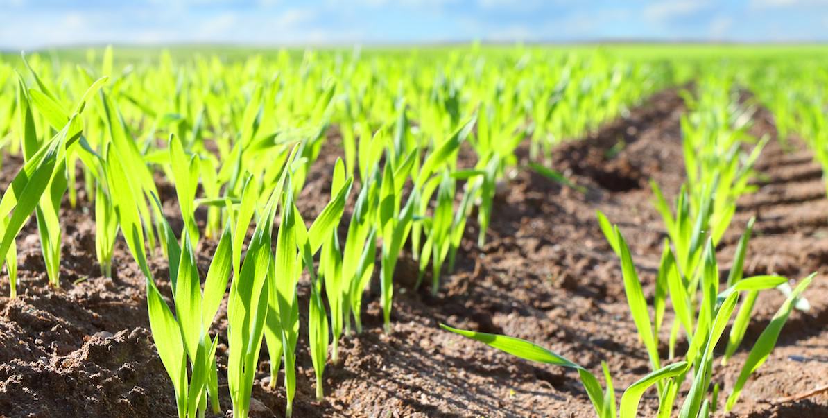 Trồng Ngũ Cốc Bằng Phần Mềm AGRIVI