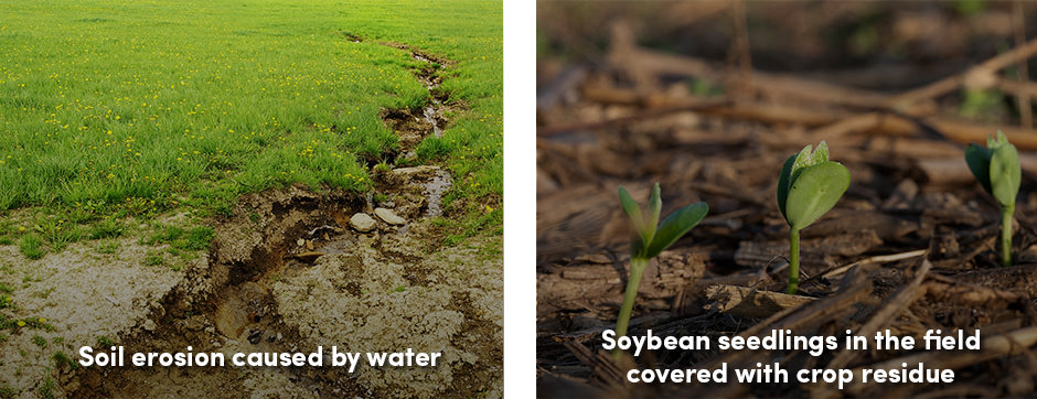 Lăn đất – một quyết định tốt cho trang trại hay phân chia tổng năng suất?