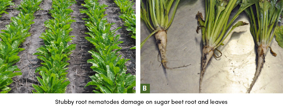Tuyến trùng rễ mập đe dọa sản xuất củ cải đường