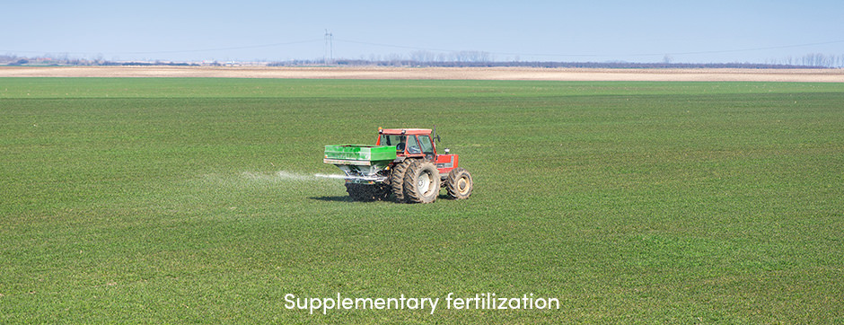 Bón phân bổ sung: Một cách đơn giản để hỗ trợ tăng trưởng cây trồng