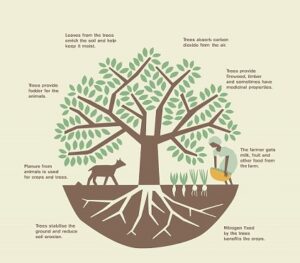 Nông lâm kết hợp giảm thiểu biến đổi khí hậu