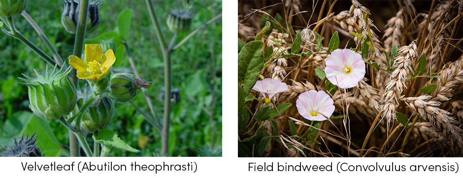 Cỏ dại: Đối thủ cạnh tranh thực vật nghiêm trọng