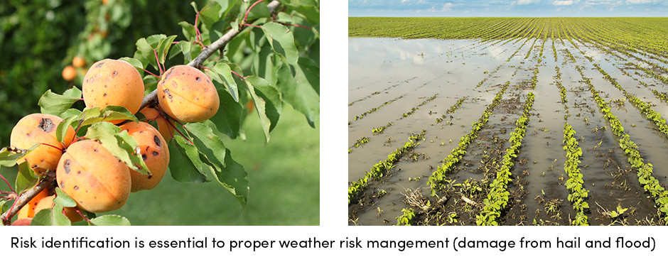 Quản lý bảo hiểm thông minh với lập chỉ mục thời tiết