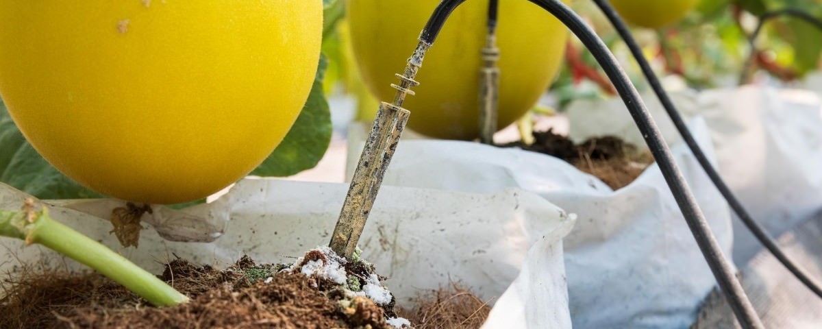 Tưới nhỏ giọt: Hệ thống tưới hiệu quả nhất