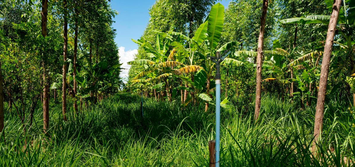 Canh tác đa canh và hệ thống nông nghiệp kỹ thuật số