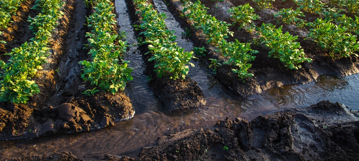 Tiểu thủy lợi: Kết nối của bạn với hệ thống phần mềm quản lý trang trại