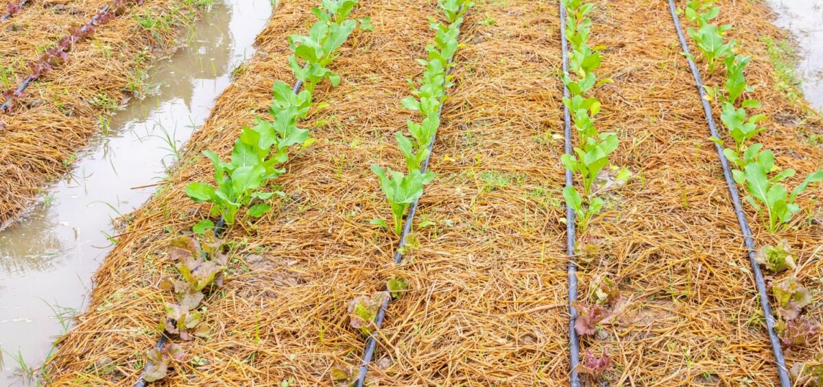 Tiểu thủy lợi: Kết nối của bạn với hệ thống phần mềm quản lý trang trại