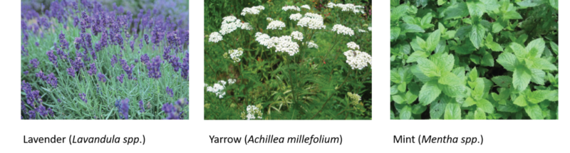 Khám phá côn trùng tốt chiến đấu với côn trùng xấu