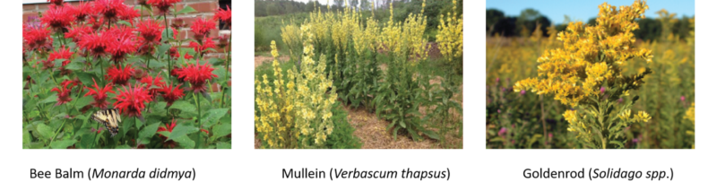 Khám phá côn trùng tốt chiến đấu với côn trùng xấu