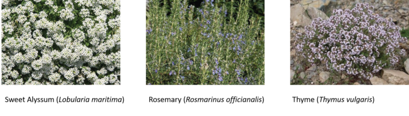 Khám phá côn trùng tốt chiến đấu với côn trùng xấu