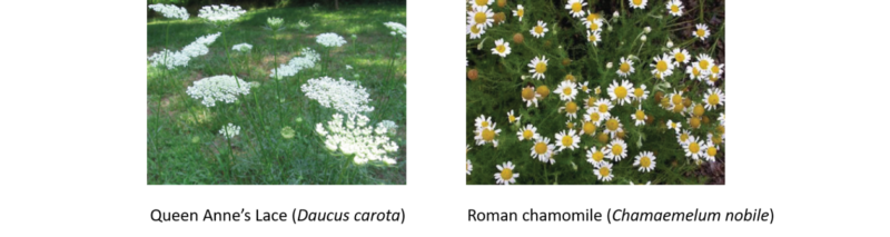 Khám phá côn trùng tốt chiến đấu với côn trùng xấu