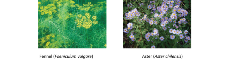 Khám phá côn trùng tốt chiến đấu với côn trùng xấu