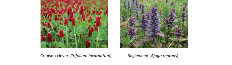 Khám phá côn trùng tốt chiến đấu với côn trùng xấu