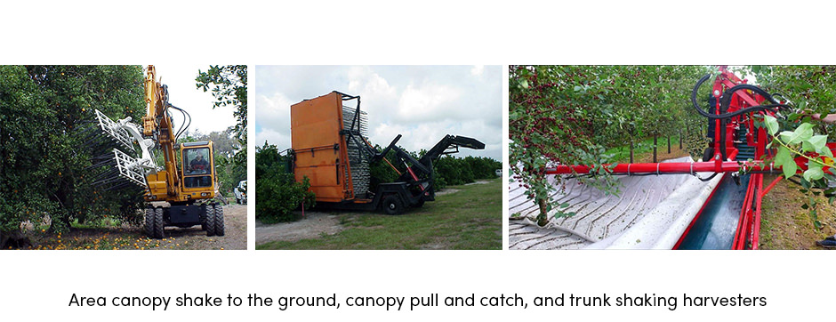 Các giải pháp AgTech hiện tại đã sẵn sàng để đáp ứng những thách thức của người trồng cây ăn quả chưa?