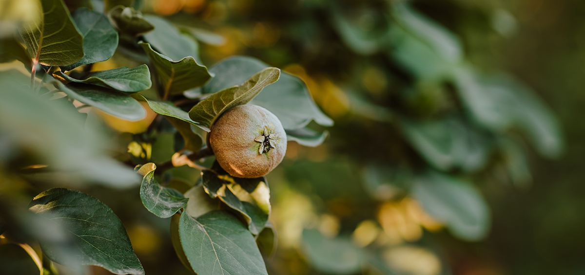 Quince – Chữa bệnh tự nhiên với hương thơm của mùa thu