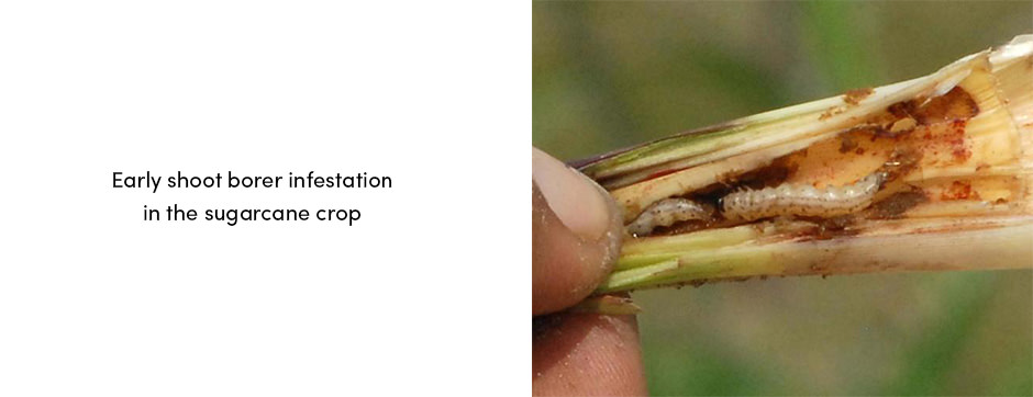 Top 3 loài sâu hại mía có tầm quan trọng kinh tế