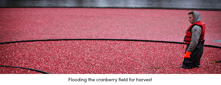 Các giải pháp AgTech hiện tại đã sẵn sàng để đáp ứng những thách thức của người trồng cây ăn quả chưa?