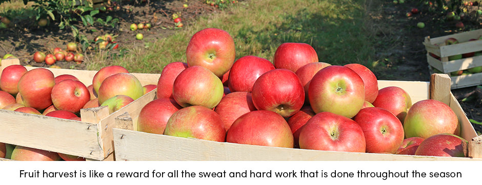 Các giải pháp AgTech hiện tại đã sẵn sàng để đáp ứng những thách thức của người trồng cây ăn quả chưa?