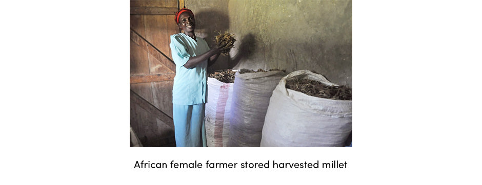 Kê – Cứu cánh cho nạn đói thế giới