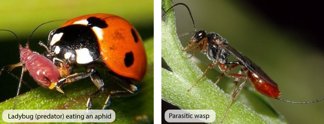 Kiểm soát dịch hại tự nhiên trong hệ thống trang trại hữu cơ