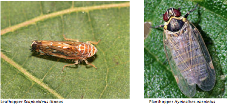 Phytoplasmas Infest Vườn nho từ Châu Âu đến Châu Mỹ