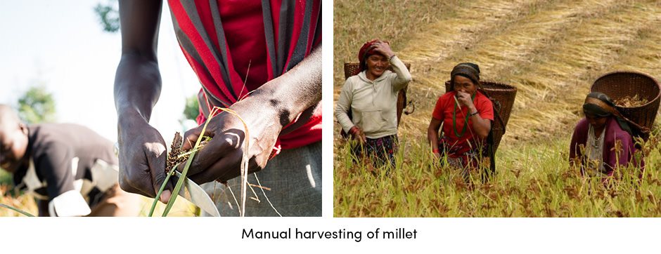 Kê – Cứu cánh cho nạn đói thế giới