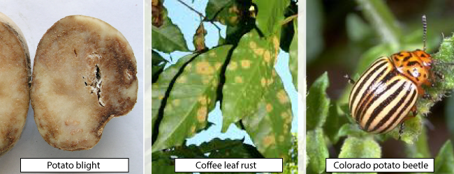 Thực hành canh tác mà nông dân nên làm để bảo tồn an ninh lương thực toàn cầu